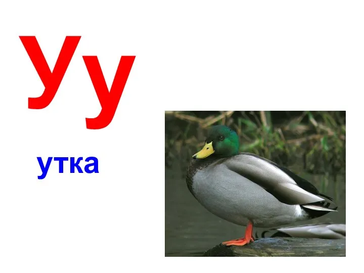 Уу утка