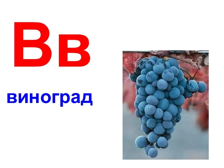 Вв виноград