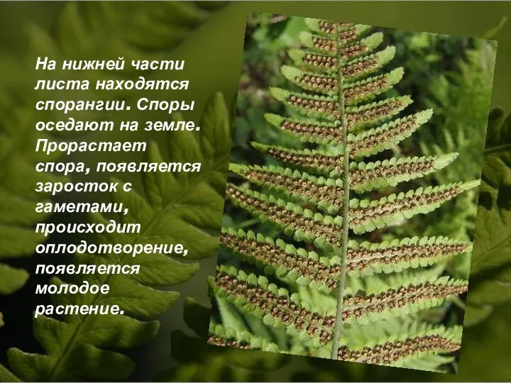 На нижней части листа находятся спорангии. Споры оседают на земле. Прорастает