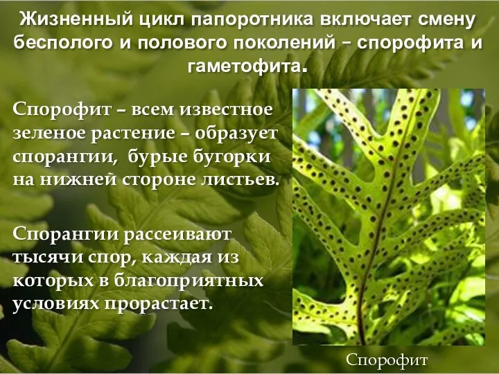 Жизненный цикл папоротника включает смену бесполого и полового поколений – спорофита