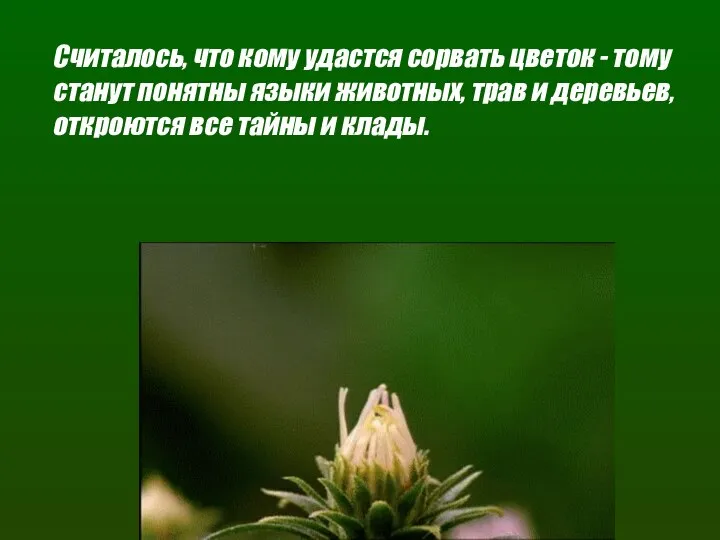 Считалось, что кому удастся сорвать цветок - тому станут понятны языки