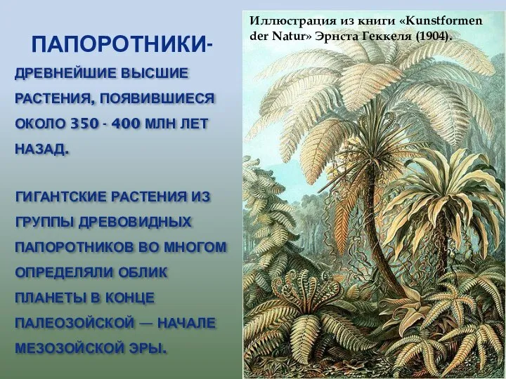 Папоротники- Древнейшие высшие растения, появившиеся около 350 - 400 млн лет