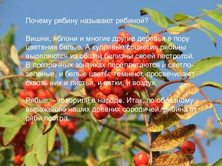 Почему рябину называют рябиной? Вишни, яблони и многие другие деревья в