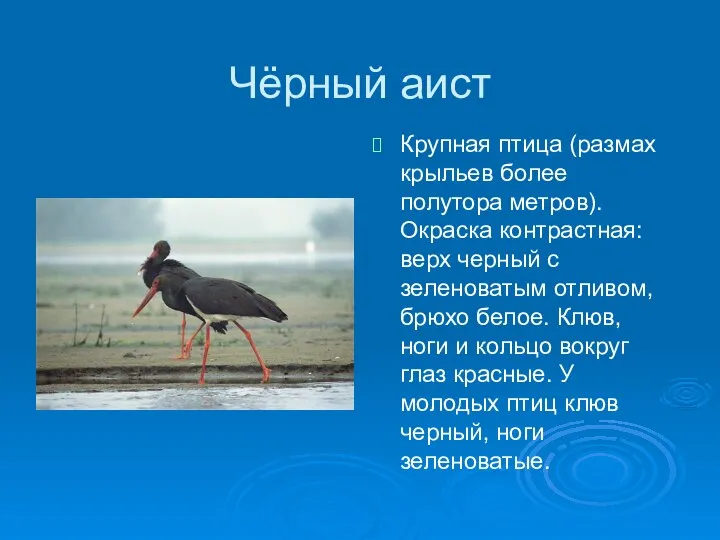 Чёрный аист Крупная птица (размах крыльев более полутора метров). Окраска контрастная: