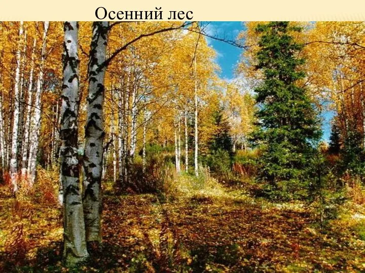 Осенний лес