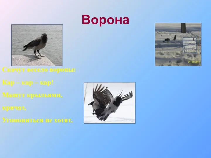 Ворона Скачут весело вороны: Кар – кар – кар! Машут крыльями, кричат, Угомониться не хотят.