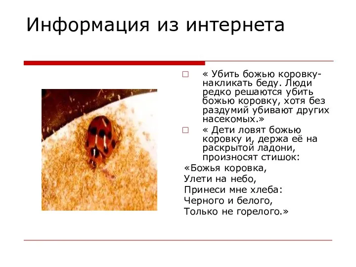 Информация из интернета « Убить божью коровку- накликать беду. Люди редко