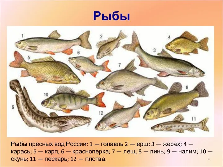 Рыбы Рыбы пресных вод России: 1 — голавль 2 — ерш;