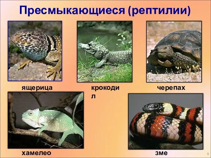 Пресмыкающиеся (рептилии) ящерица черепаха крокодил хамелеон змея