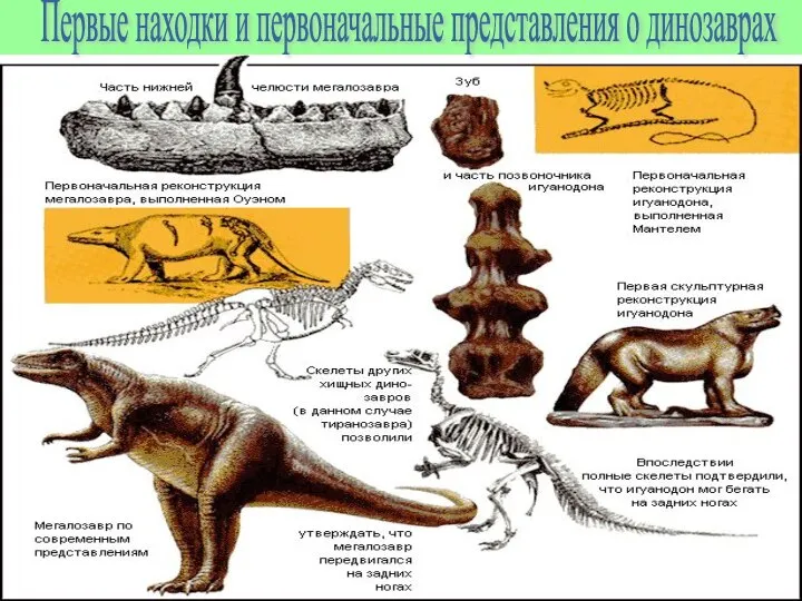 Первые находки и первоначальные представления о динозаврах