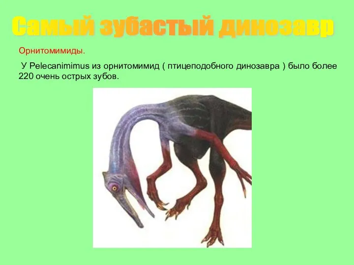 Самый зубастый динозавр Орнитомимиды. У Pelecanimimus из орнитомимид ( птицеподобного динозавра