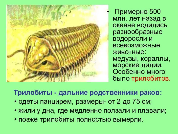 Примерно 500 млн. лет назад в океане водились разнообразные водоросли и