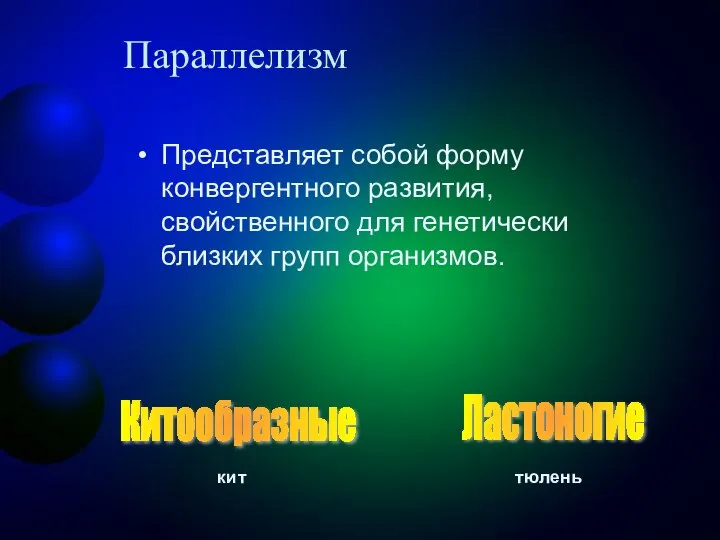 Параллелизм Представляет собой форму конвергентного развития, свойственного для генетически близких групп организмов. Китообразные Ластоногие кит тюлень