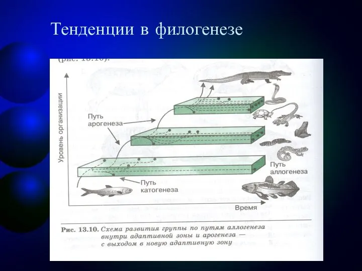 Тенденции в филогенезе