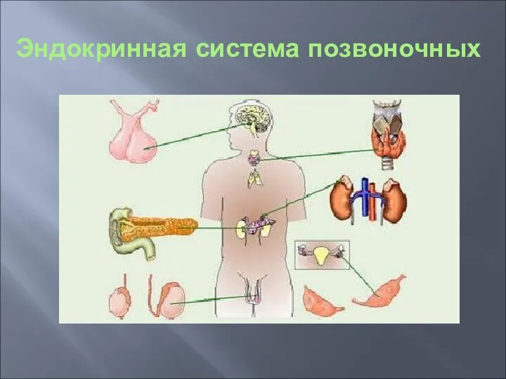 Эндокринная система позвоночных