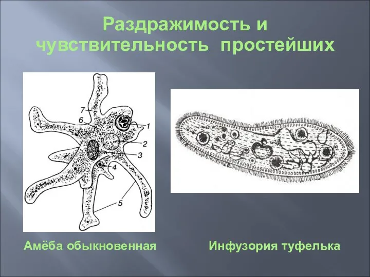 Амёба обыкновенная Инфузория туфелька Раздражимость и чувствительность простейших