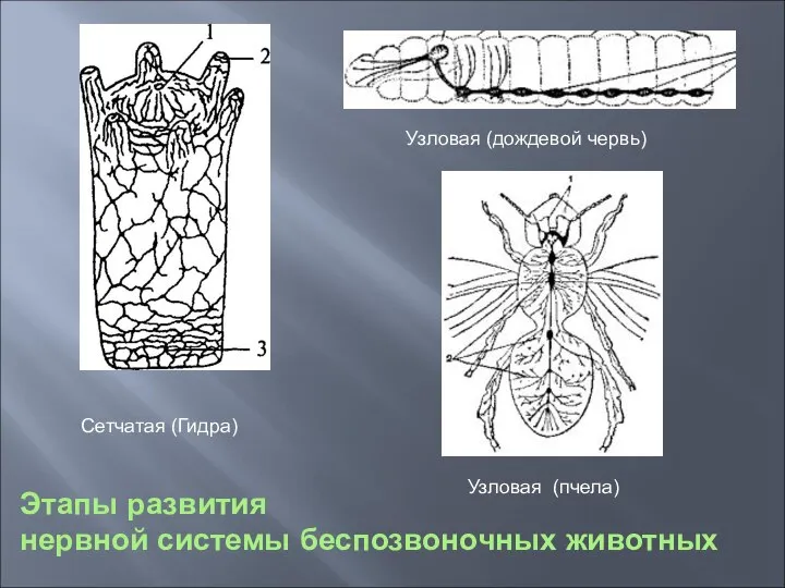 Этапы развития нервной системы беспозвоночных животных Сетчатая (Гидра) Узловая (дождевой червь) Узловая (пчела)