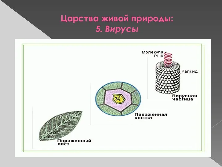 Царства живой природы: 5. Вирусы