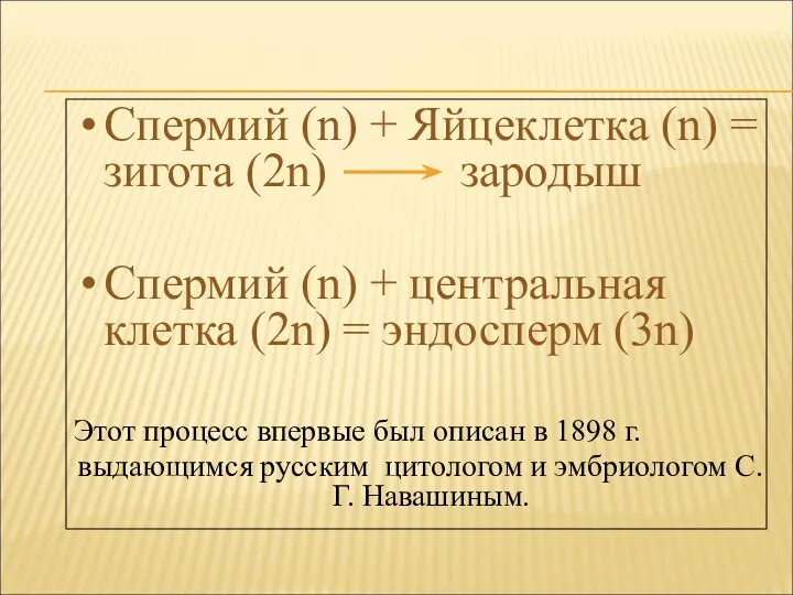 Спермий (n) + Яйцеклетка (n) = зигота (2n) зародыш Спермий (n)