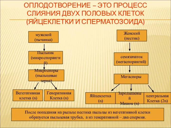 ОПЛОДОТВОРЕНИЕ – ЭТО ПРОЦЕСС СЛИЯНИЯ ДВУХ ПОЛОВЫХ КЛЕТОК (ЯЙЦЕКЛЕТКИ И СПЕРМАТОЗОИДА)