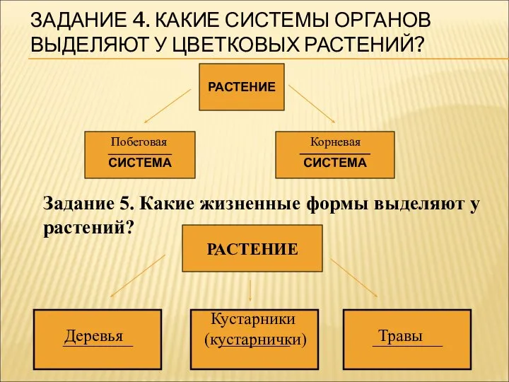 ЗАДАНИЕ 4. КАКИЕ СИСТЕМЫ ОРГАНОВ ВЫДЕЛЯЮТ У ЦВЕТКОВЫХ РАСТЕНИЙ? Задание 5.