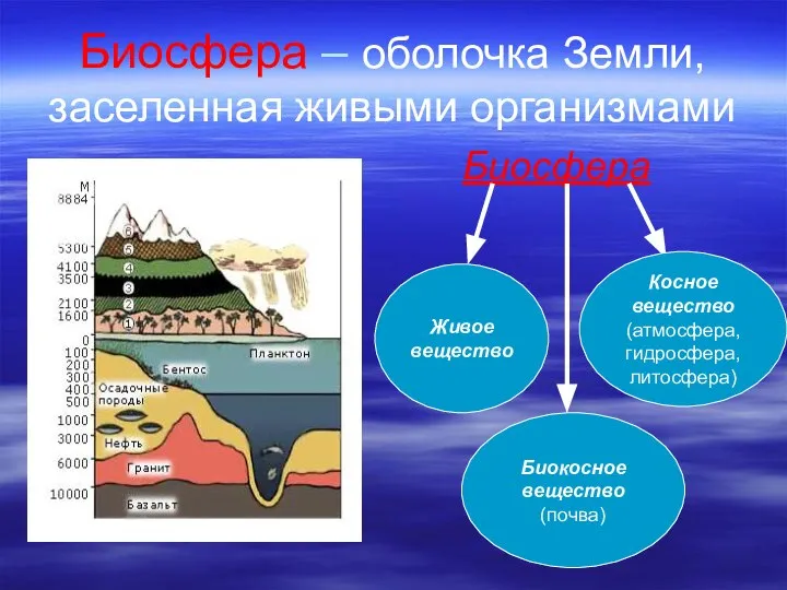 Биосфера – оболочка Земли, заселенная живыми организмами Биосфера Живое вещество Биокосное