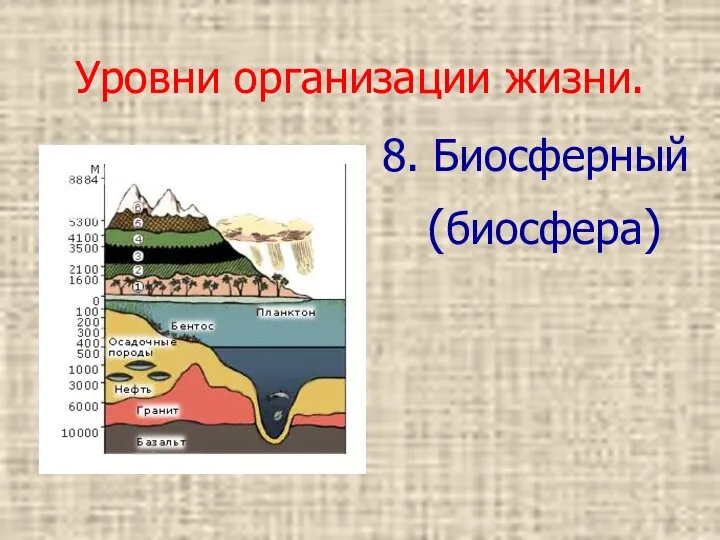 Уровни организации жизни. 8. Биосферный (биосфера)