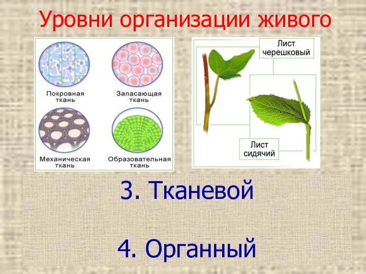 Клетки, входящие в состав многоклеточного организма, специализированны и не способны существовать