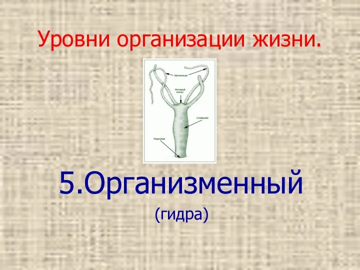 Уровни организации жизни. 5.Организменный (гидра)