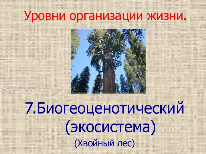 Уровни организации жизни. 7.Биогеоценотический (экосистема) (Хвойный лес)