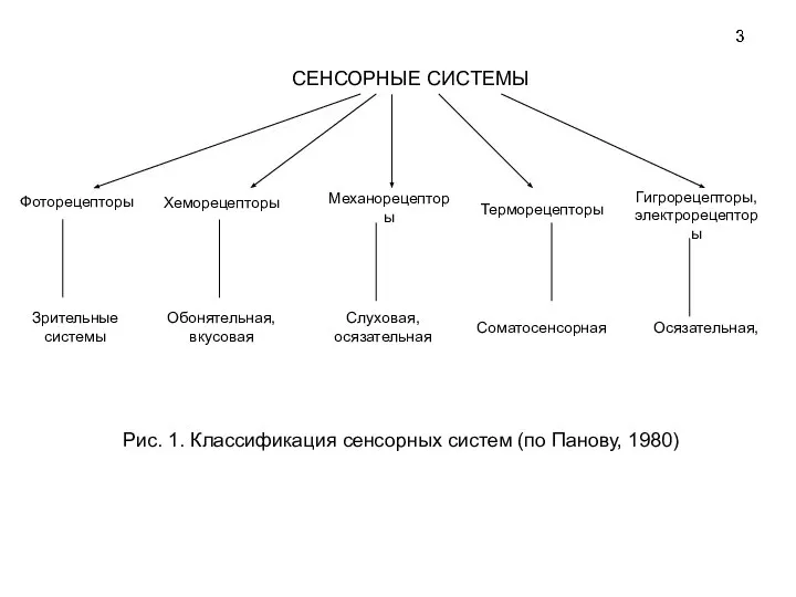 СЕНСОРНЫЕ СИСТЕМЫ Гигрорецепторы, электрорецепторы Механорецепторы Хеморецепторы Фоторецепторы Терморецепторы Соматосенсорная Слуховая, осязательная