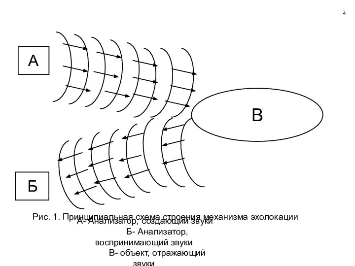 А Б В А- Анализатор, создающий звуки Б- Анализатор, воспринимающий звуки