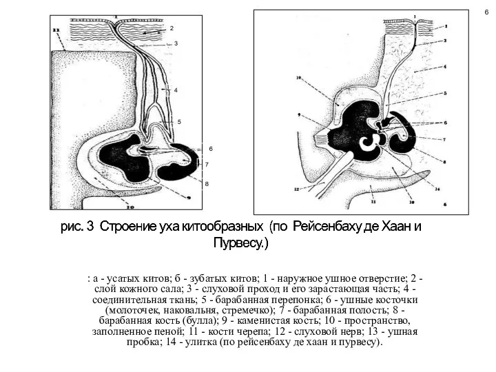 : а - усатых китов; б - зубатых китов; 1 -