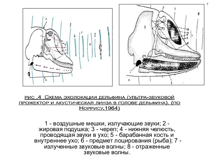 1 - воздушные мешки, излучающие звуки; 2 - жировая подушка; 3