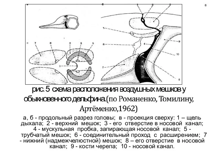 а, б - продольный разрез головы; в - проекция сверху: 1