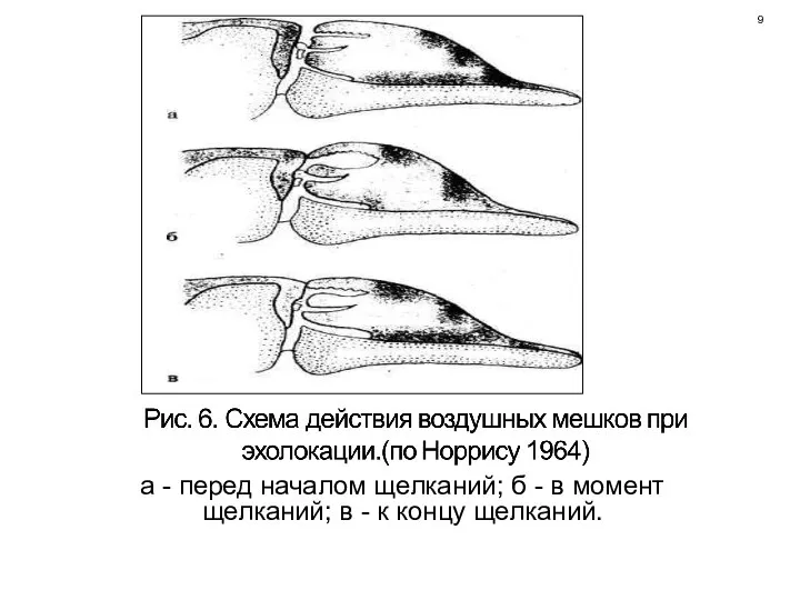 а - перед началом щелканий; б - в момент щелканий; в - к концу щелканий. 9