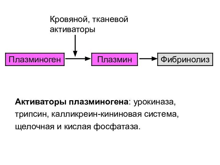 Кровяной, тканевой активаторы Активаторы плазминогена: урокиназа, трипсин, калликреин-кининовая система, щелочная и кислая фосфатаза.