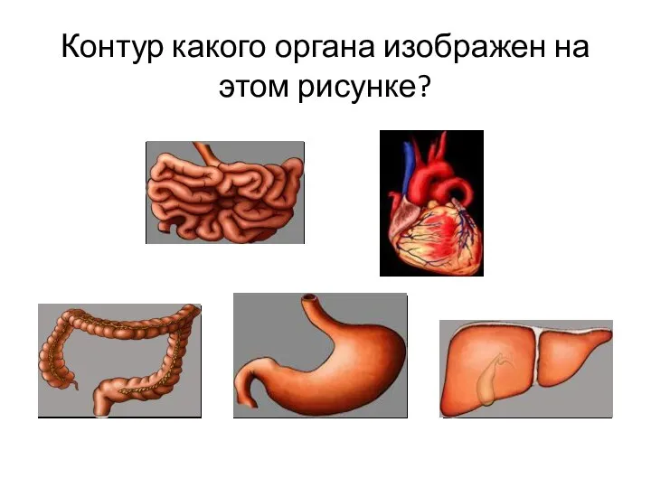 Контур какого органа изображен на этом рисунке?