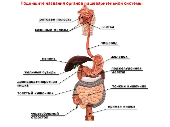 Подпишите названия органов пищеварительной системы