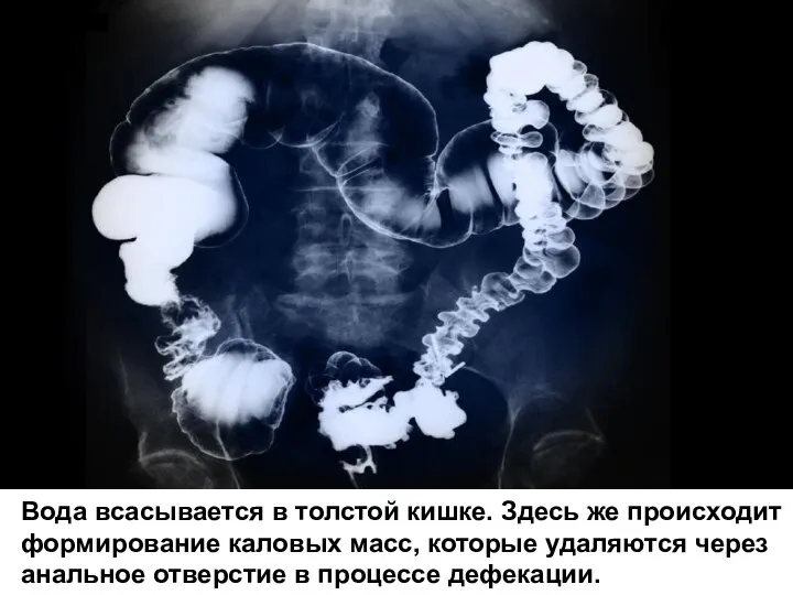 Вода всасывается в толстой кишке. Здесь же происходит формирование каловых масс,