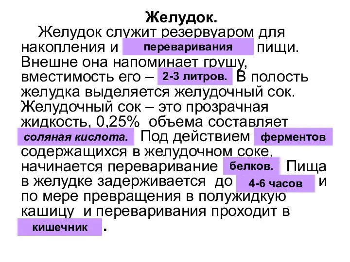 Желудок. Желудок служит резервуаром для накопления и обезвреживания пищи. Внешне она