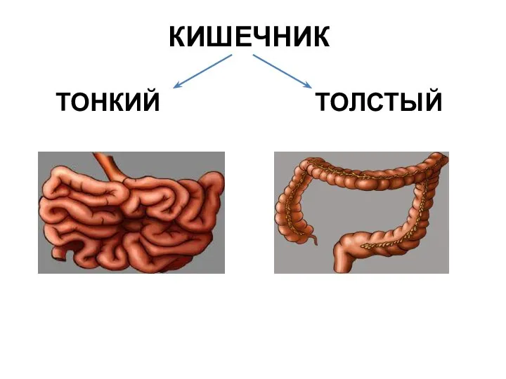 КИШЕЧНИК ТОНКИЙ ТОЛСТЫЙ