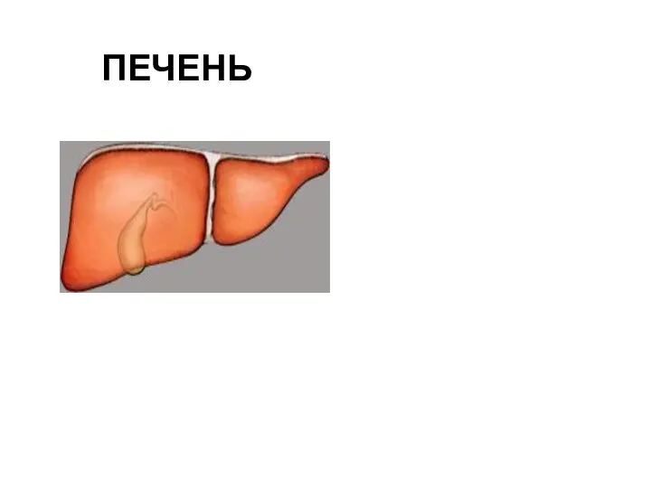 ПЕЧЕНЬ