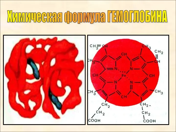 Химическая формула ГЕМОГЛОБИНА