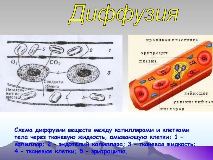 Диффузия Схема диффузии веществ между капиллярами и клетками тела через тканевую