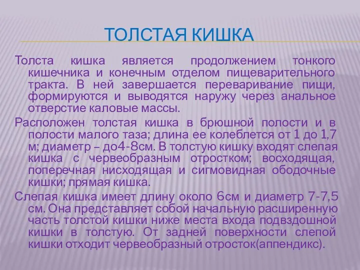 Толстая кишка Толста кишка является продолжением тонкого кишечника и конечным отделом