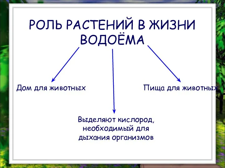 РОЛЬ РАСТЕНИЙ В ЖИЗНИ ВОДОЁМА Пища для животных Дом для животных