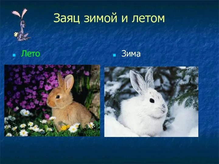 Заяц зимой и летом Лето Зима
