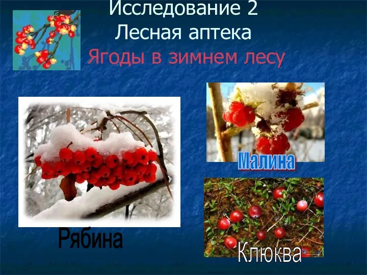 Исследование 2 Лесная аптека Ягоды в зимнем лесу Рябина Клюква Малина