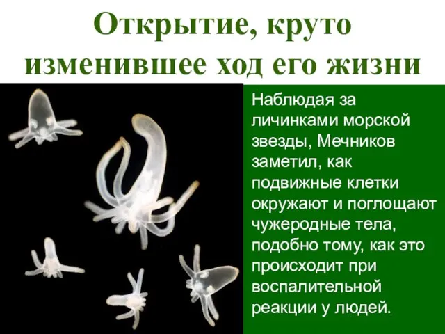 Открытие, круто изменившее ход его жизни Наблюдая за личинками морской звезды,